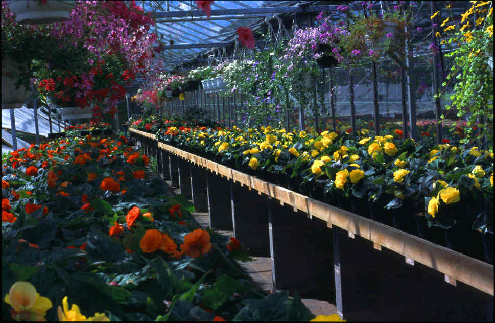 Some Of Our Bedding Plants